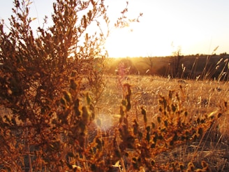 Close-up shot of a well-marked plot boundary with golden sunset light highlighting the area.