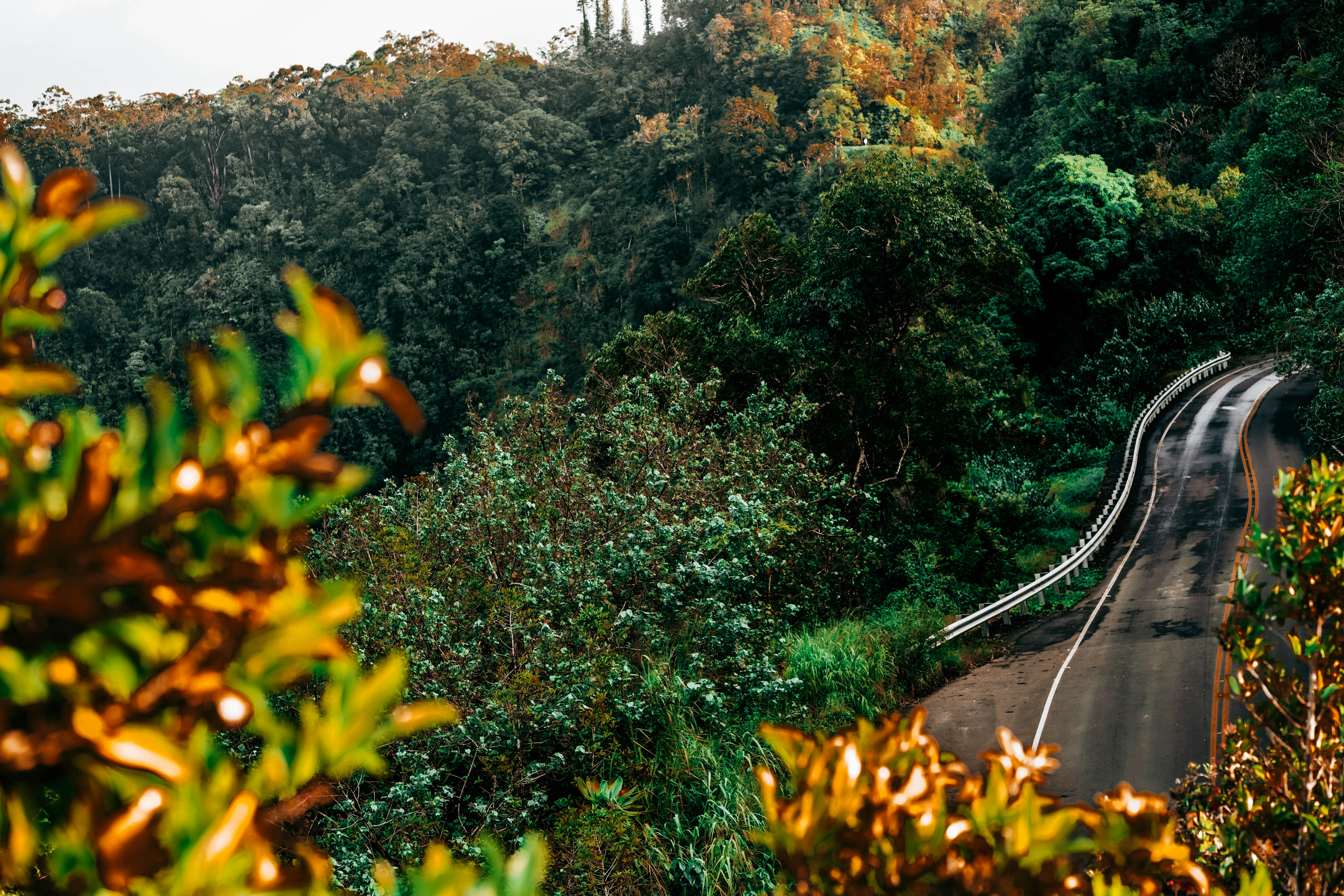 a winding road in the middle of a forest