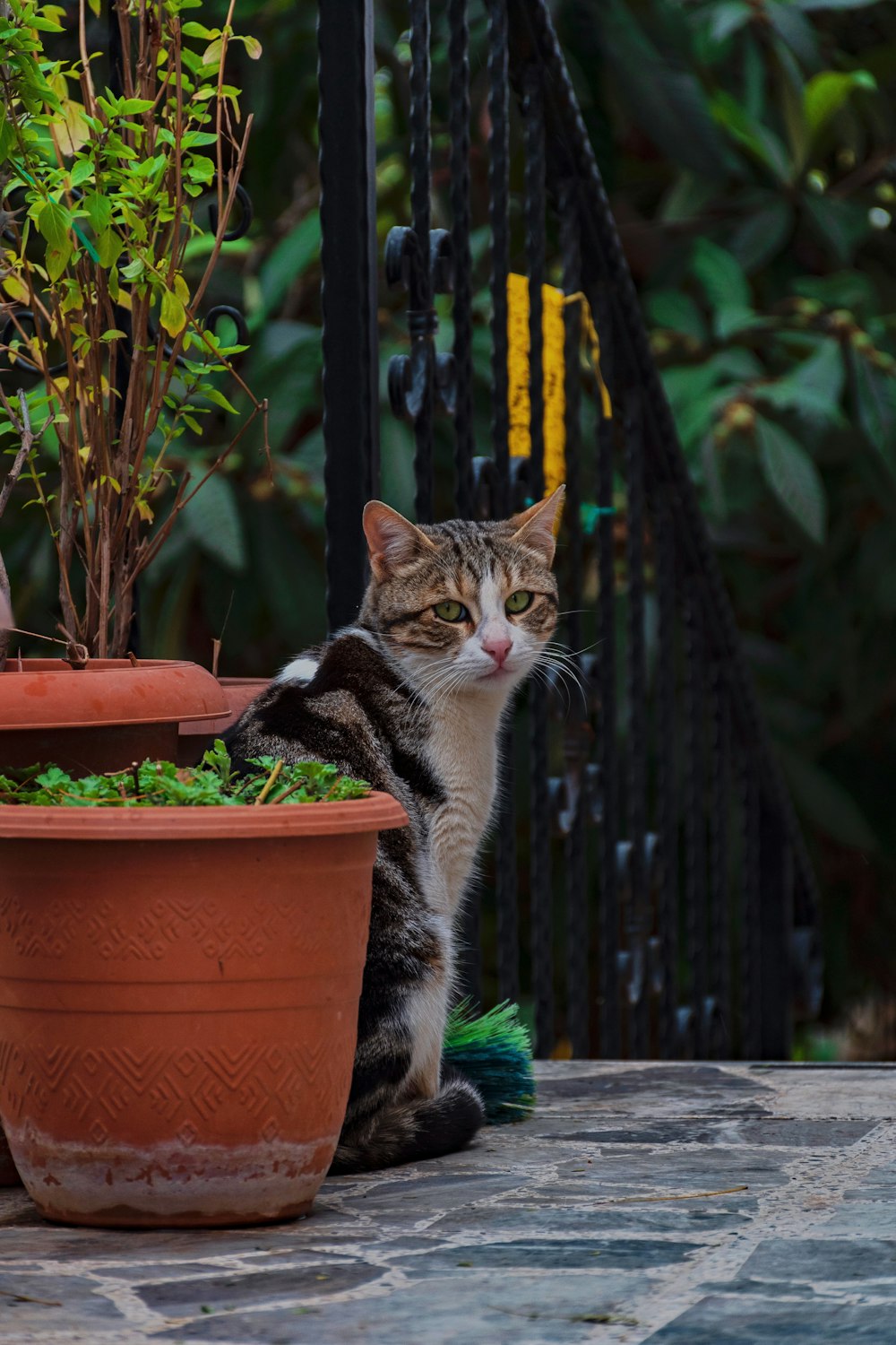 brown tabby cat on brown wooden table