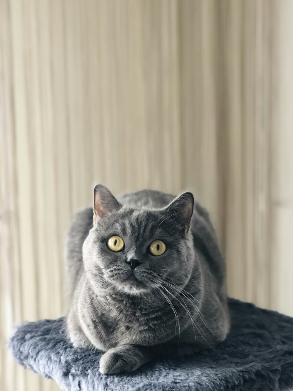 Russischblaue Katze auf schwarzem Textil