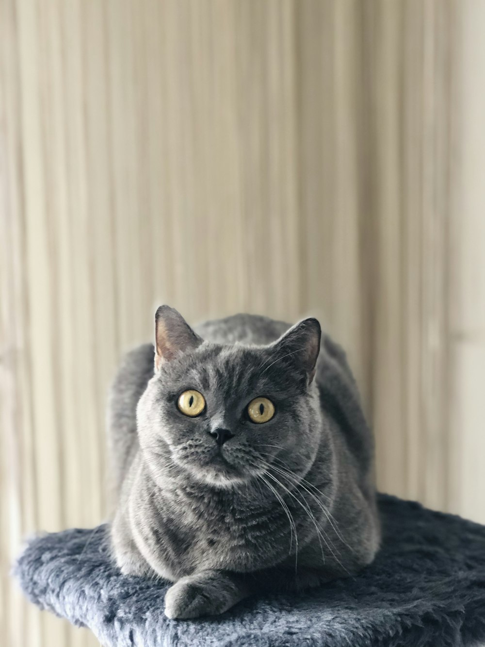 russian blue cat on black textile