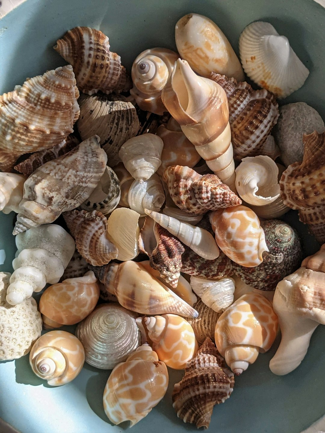 white and brown seashell on gray sand