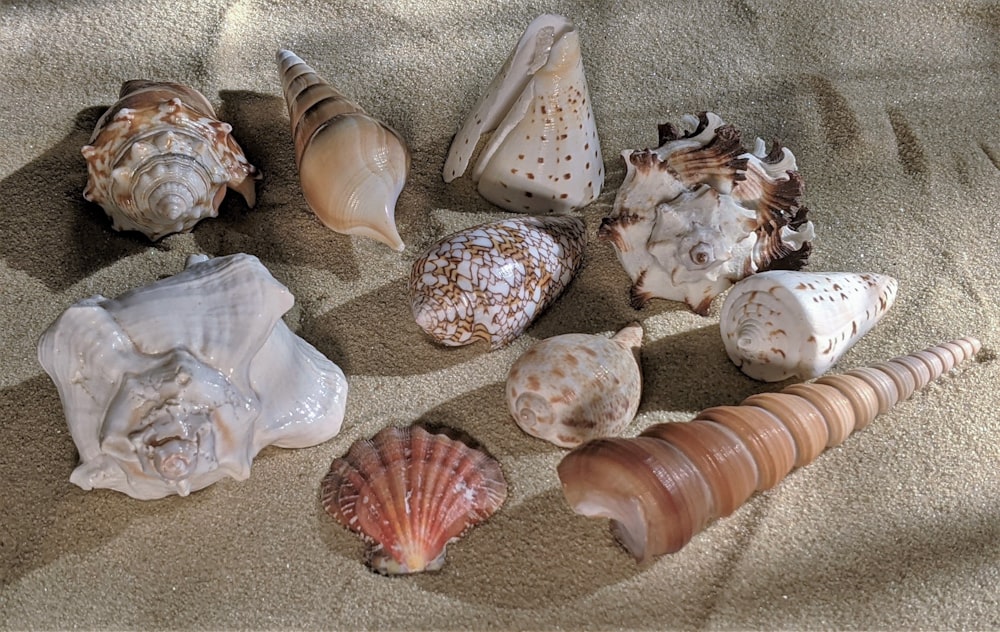 white and brown seashell on white sand