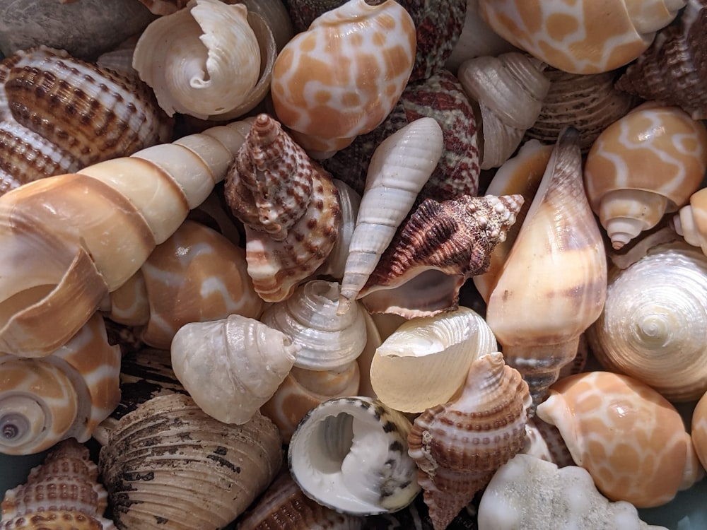 brown and white seashell lot