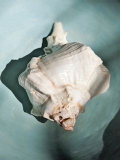 A large, white seashell with intricate patterns and natural textures resting in a blue dish. The shell displays a smooth, glossy surface with some subtle brown tones near its opening.