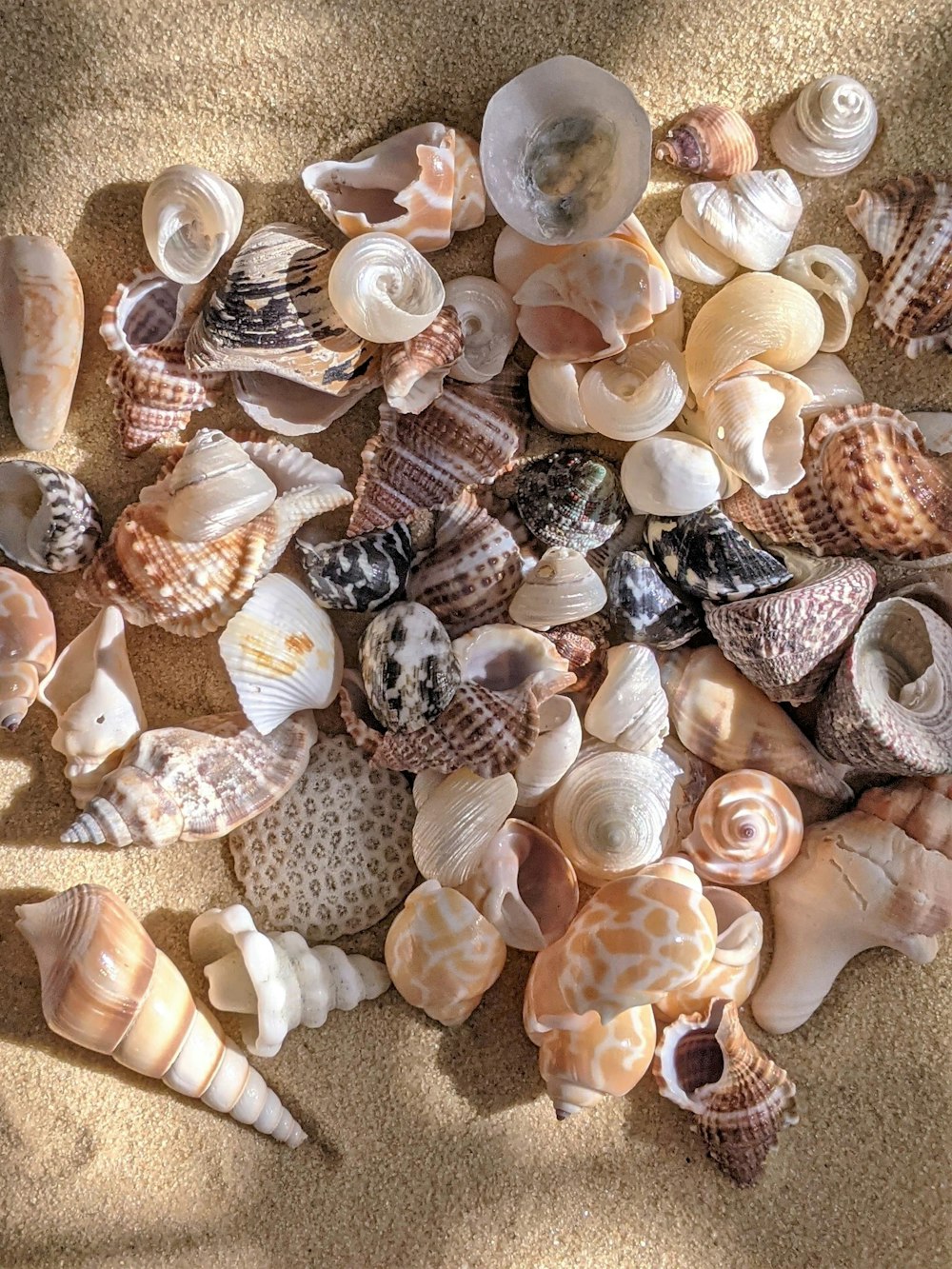 white and brown seashell on white sand