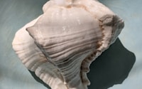 white seashell on black textile