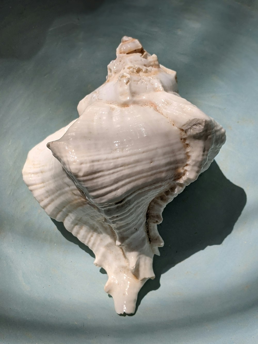 white seashell on black textile