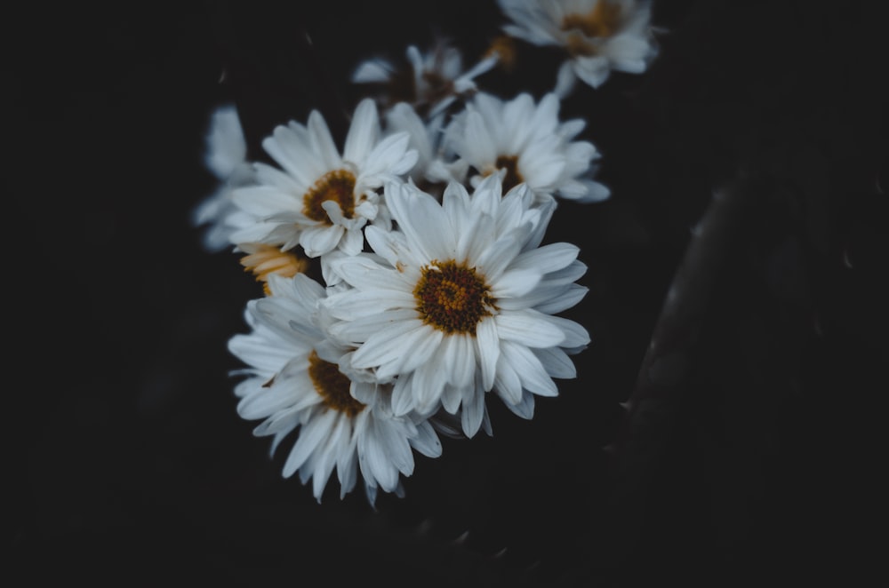 white and yellow flowers in black background