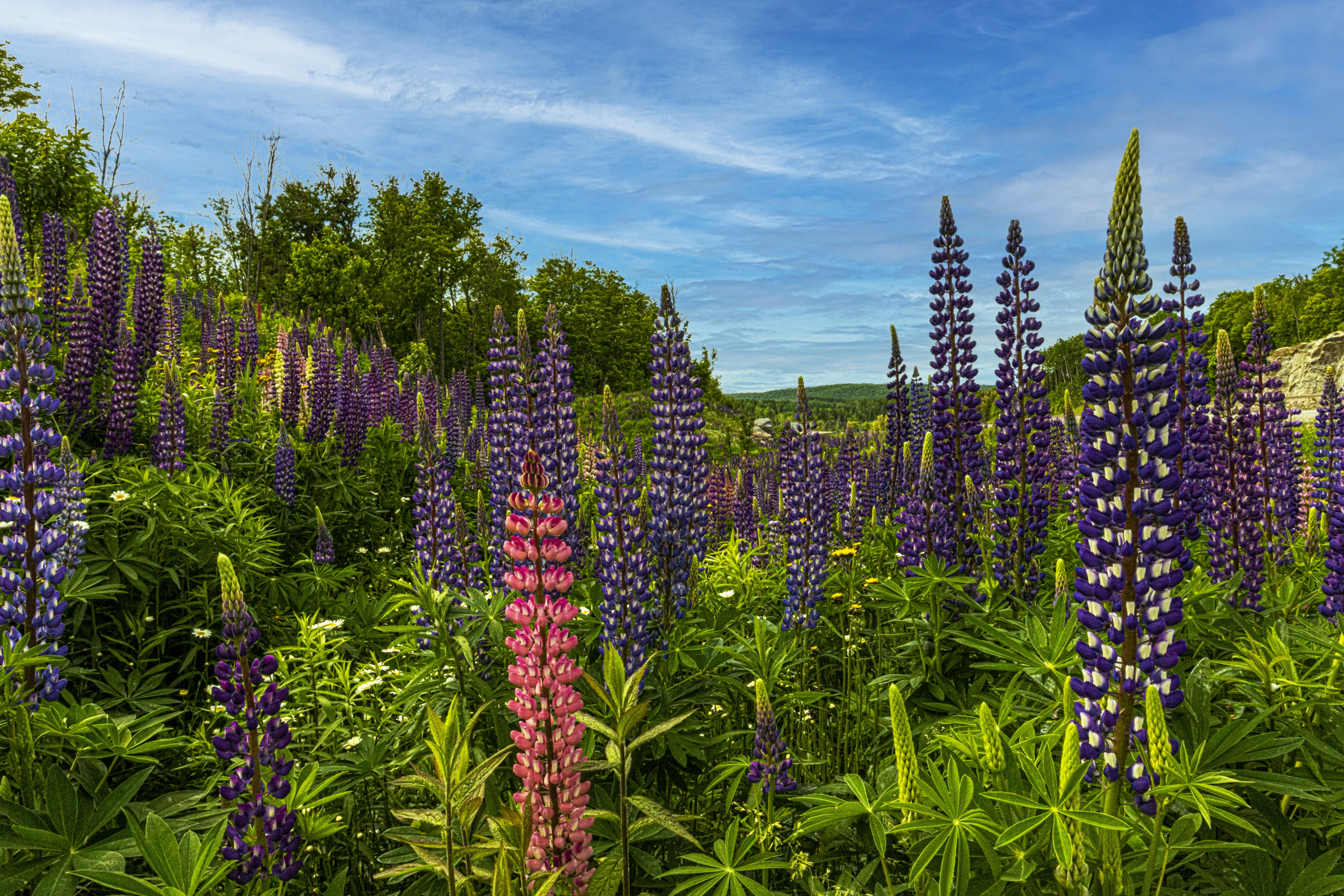 Photo by camerauthor