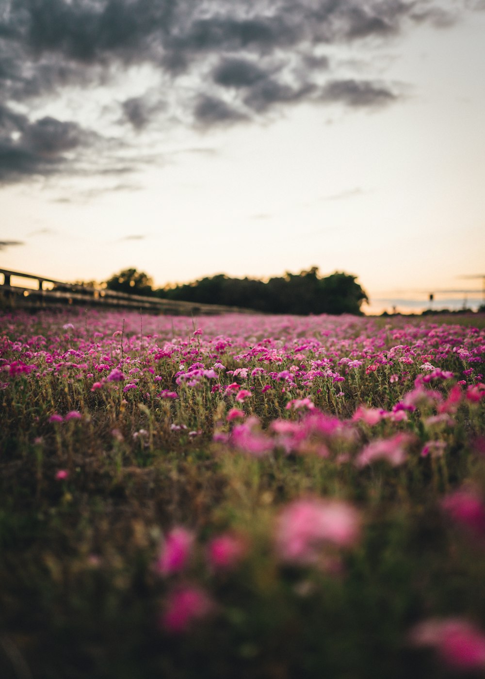 purple flower field under cloudy sky during daytime