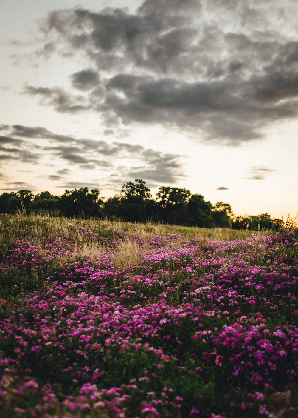 purple flower field under cloudy sky