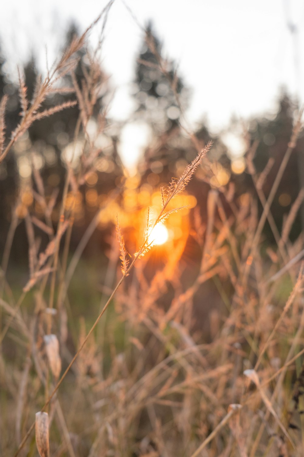 brown grass during golden hour