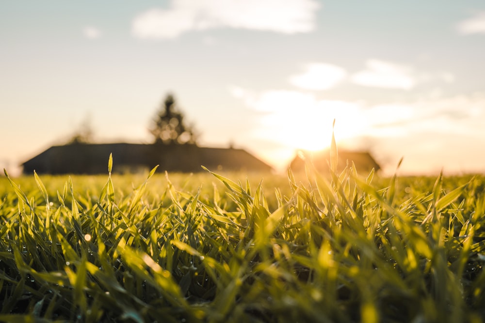 green grass field during sunset