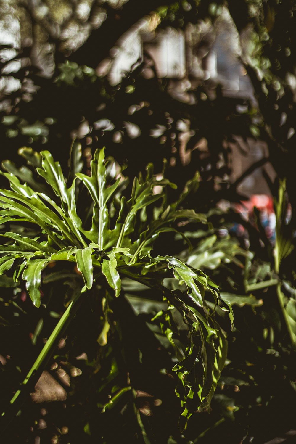 green plant in tilt shift lens