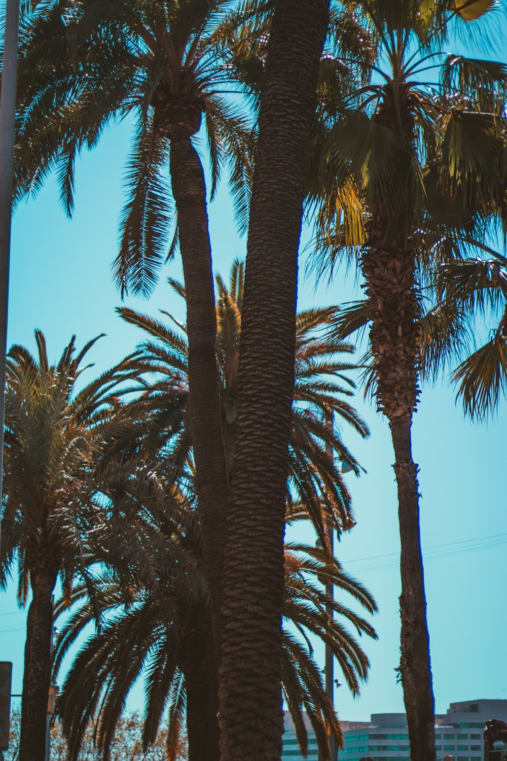 green palm tree under blue sky during daytime