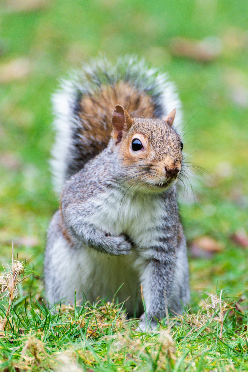 gray and white squirrel on green grass during daytime