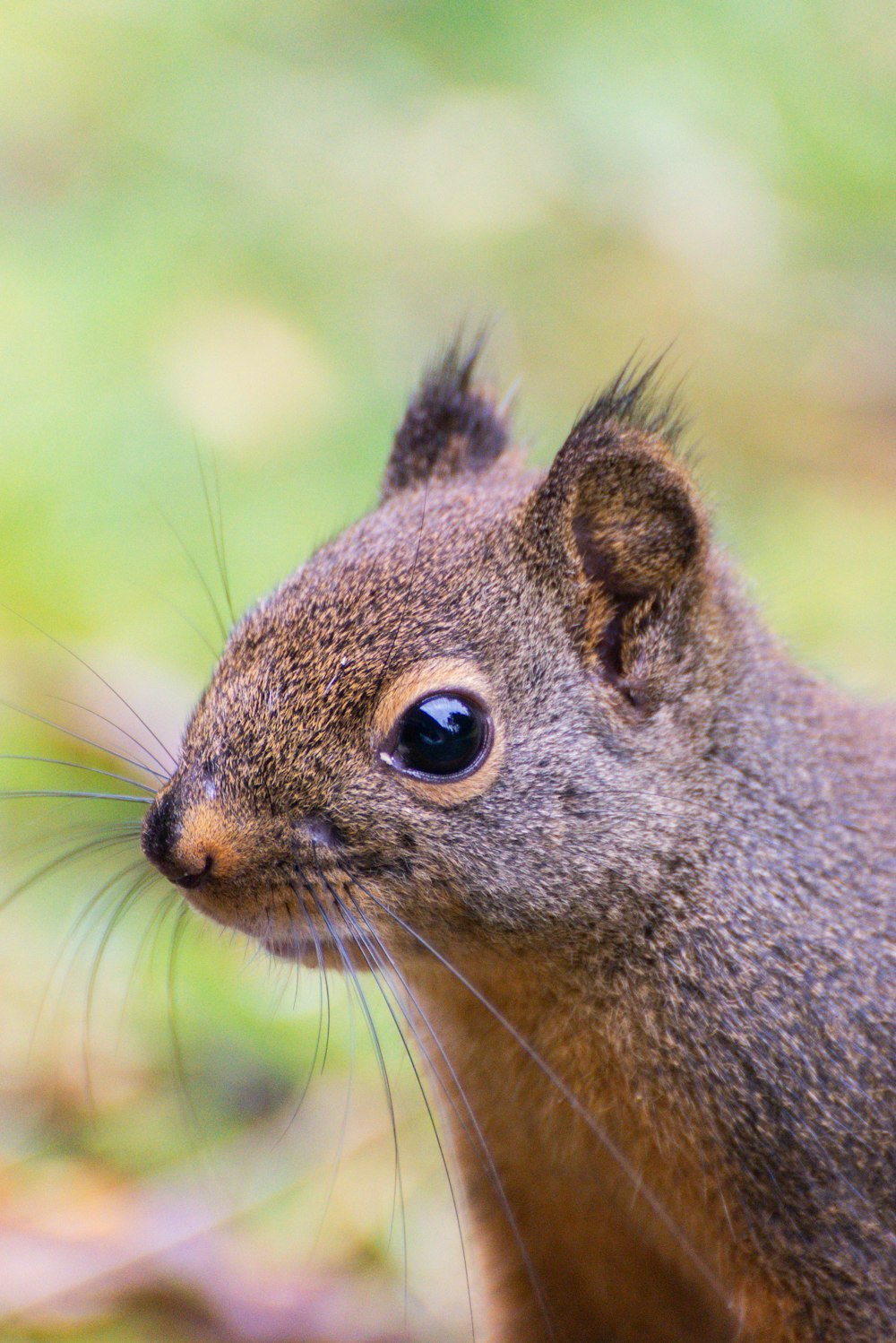 brown squirrel on green grass during daytime