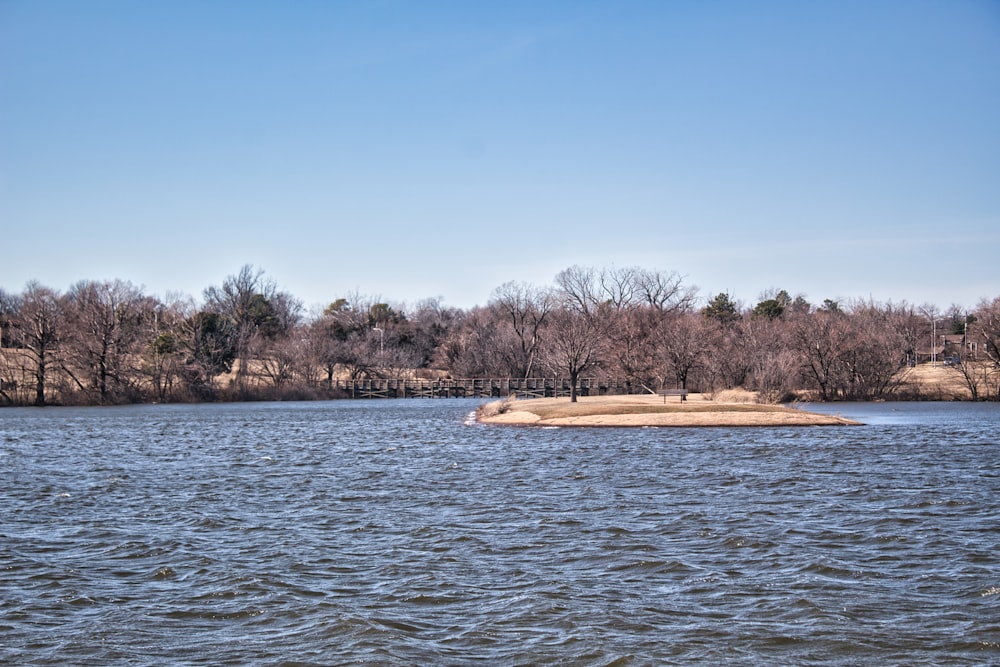 brown trees beside body of water during daytime