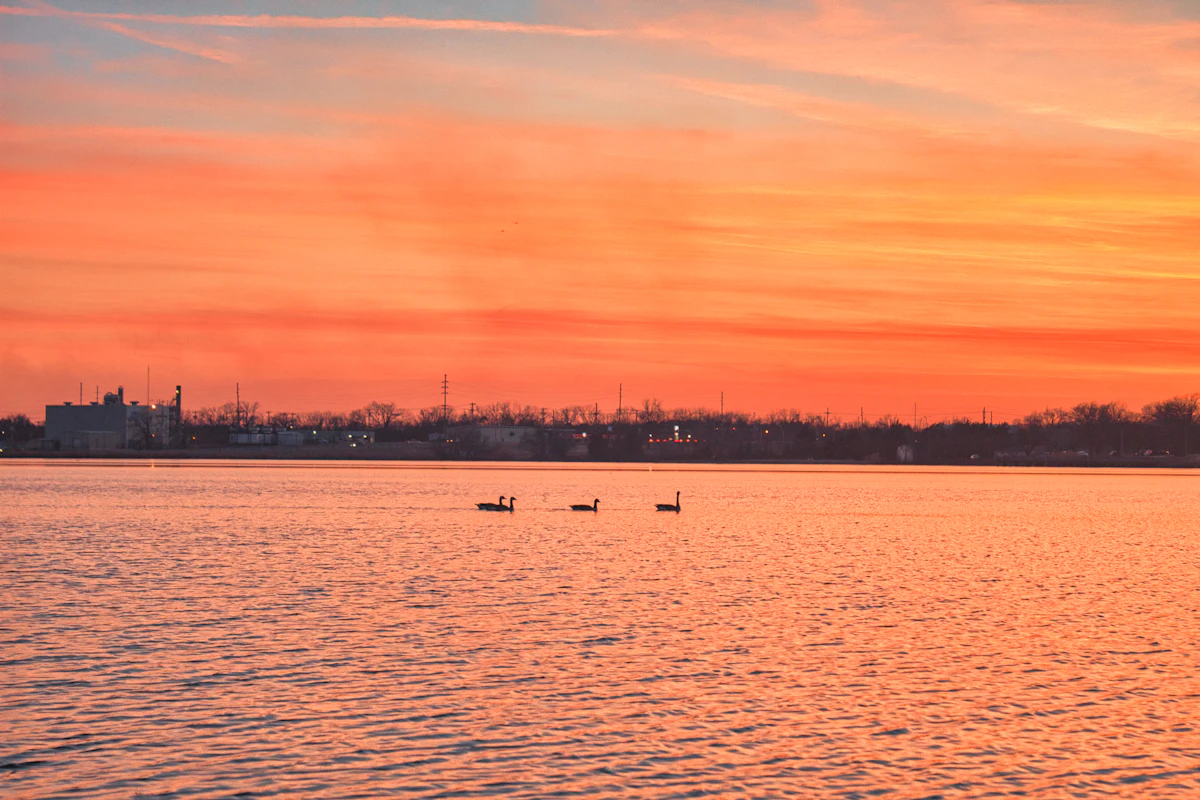 A lake in Stillwater at sunset, with three birds on the water and buildings on the far shore