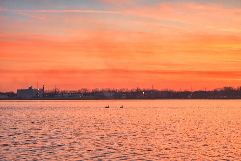 birds flying over the sea during sunset