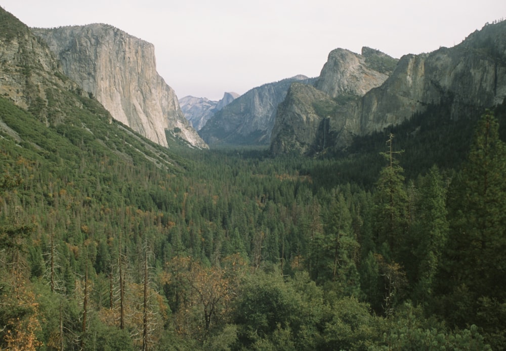 green trees and mountains during daytime