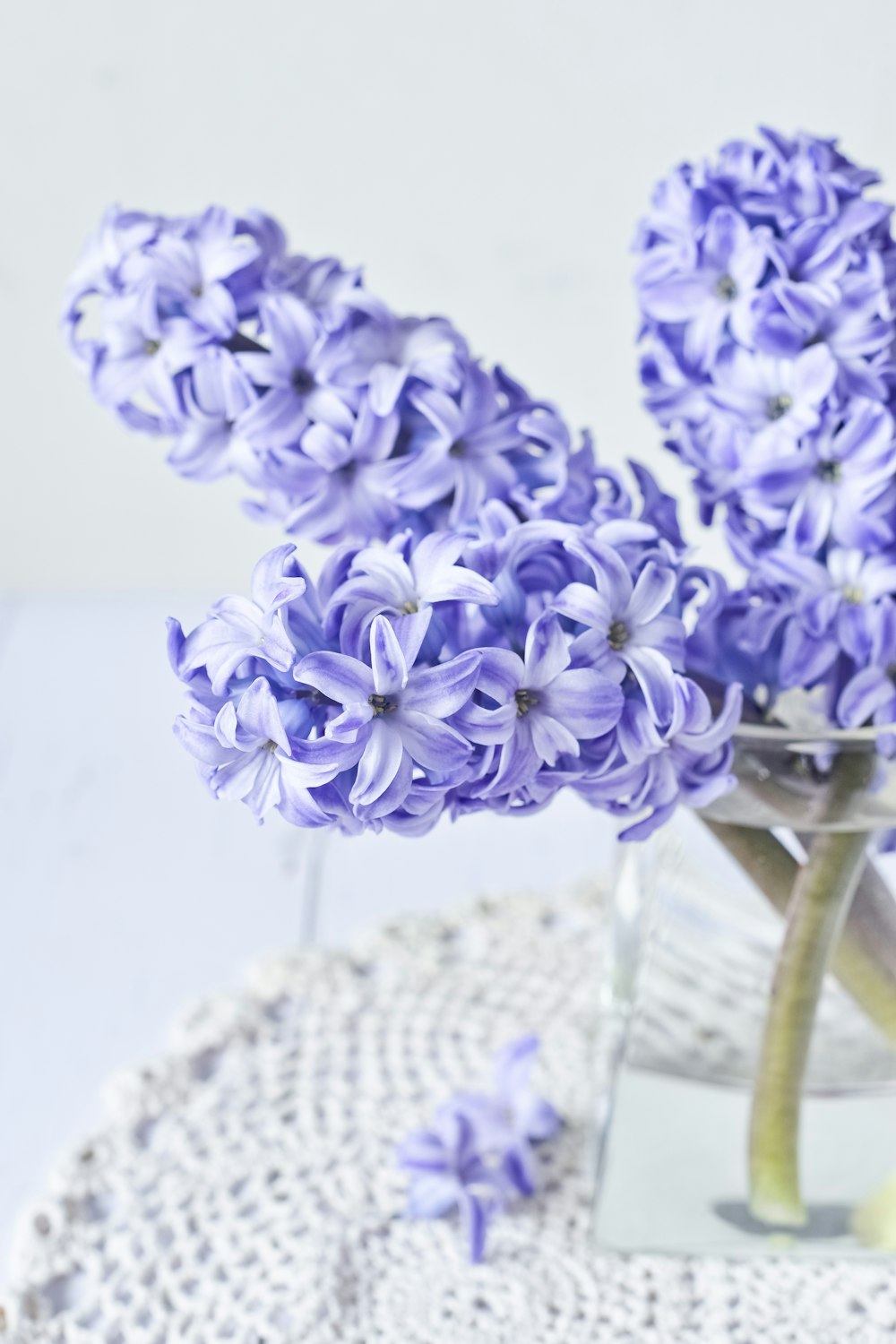 purple flowers on glass vase