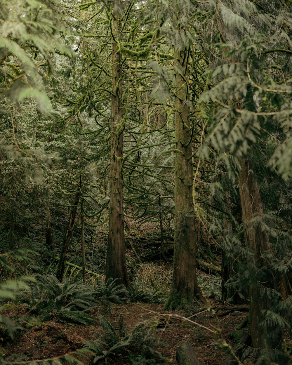 brown trees in forest during daytime