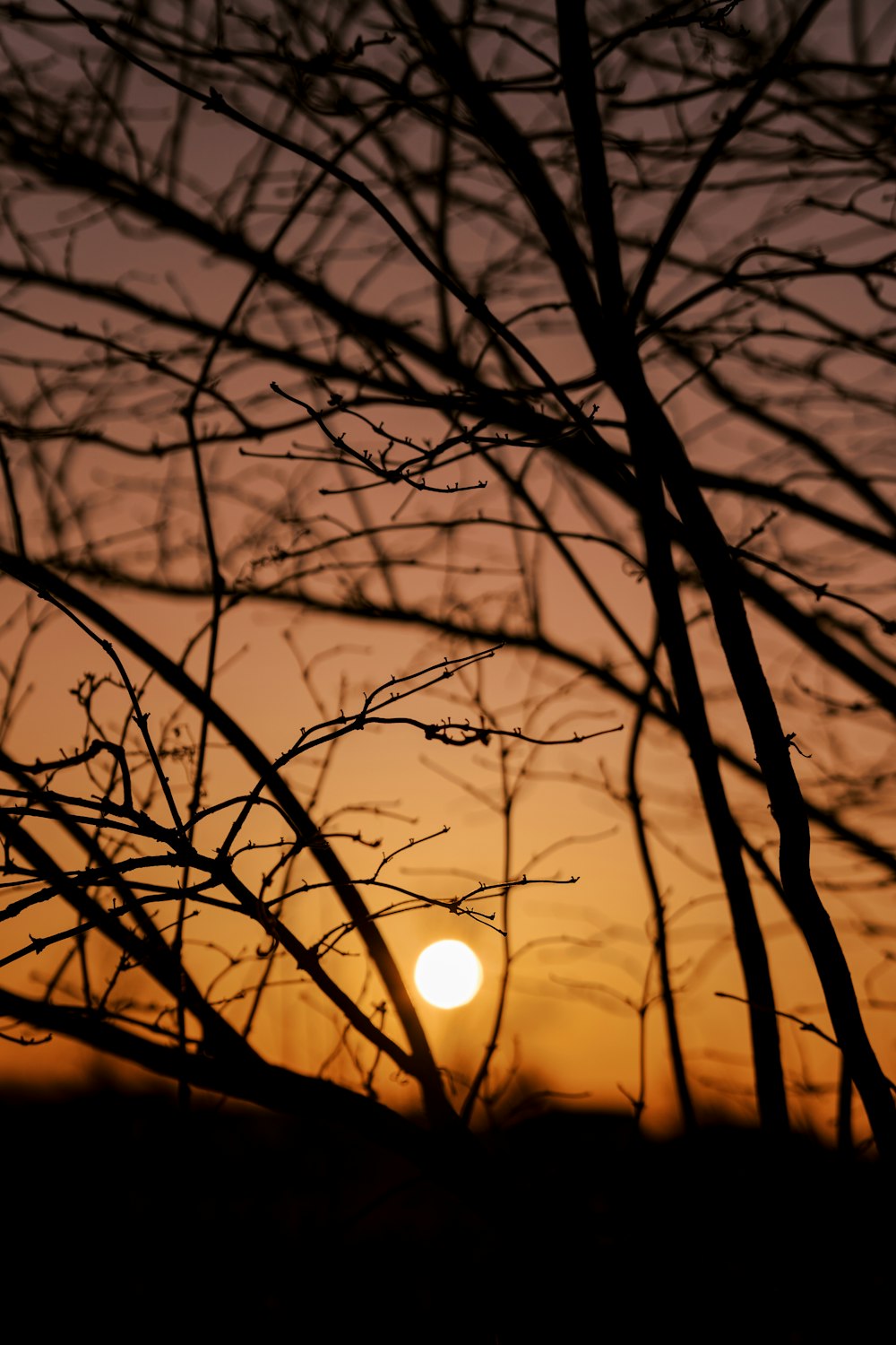 bare tree during night time