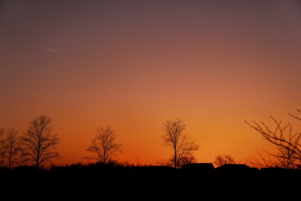 silhouette of trees during sunset