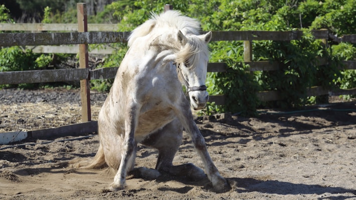 A white horse is sitting on the ground in a sandy paddock area, surrounded by greenery and a wooden fence. The horse appears relaxed, with its mane slightly tousled.
