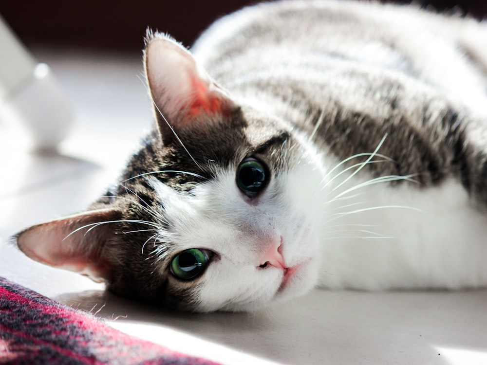 white and black cat lying on pink textile