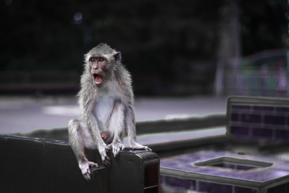 white monkey on black metal bar