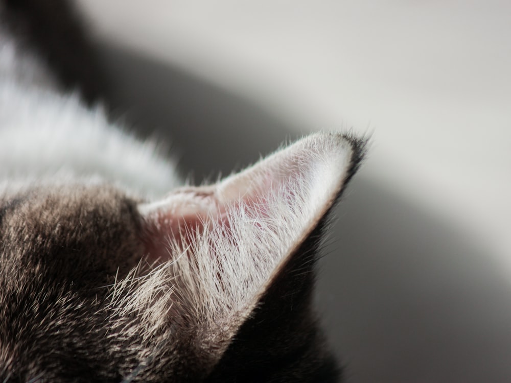 white and black cat on white textile