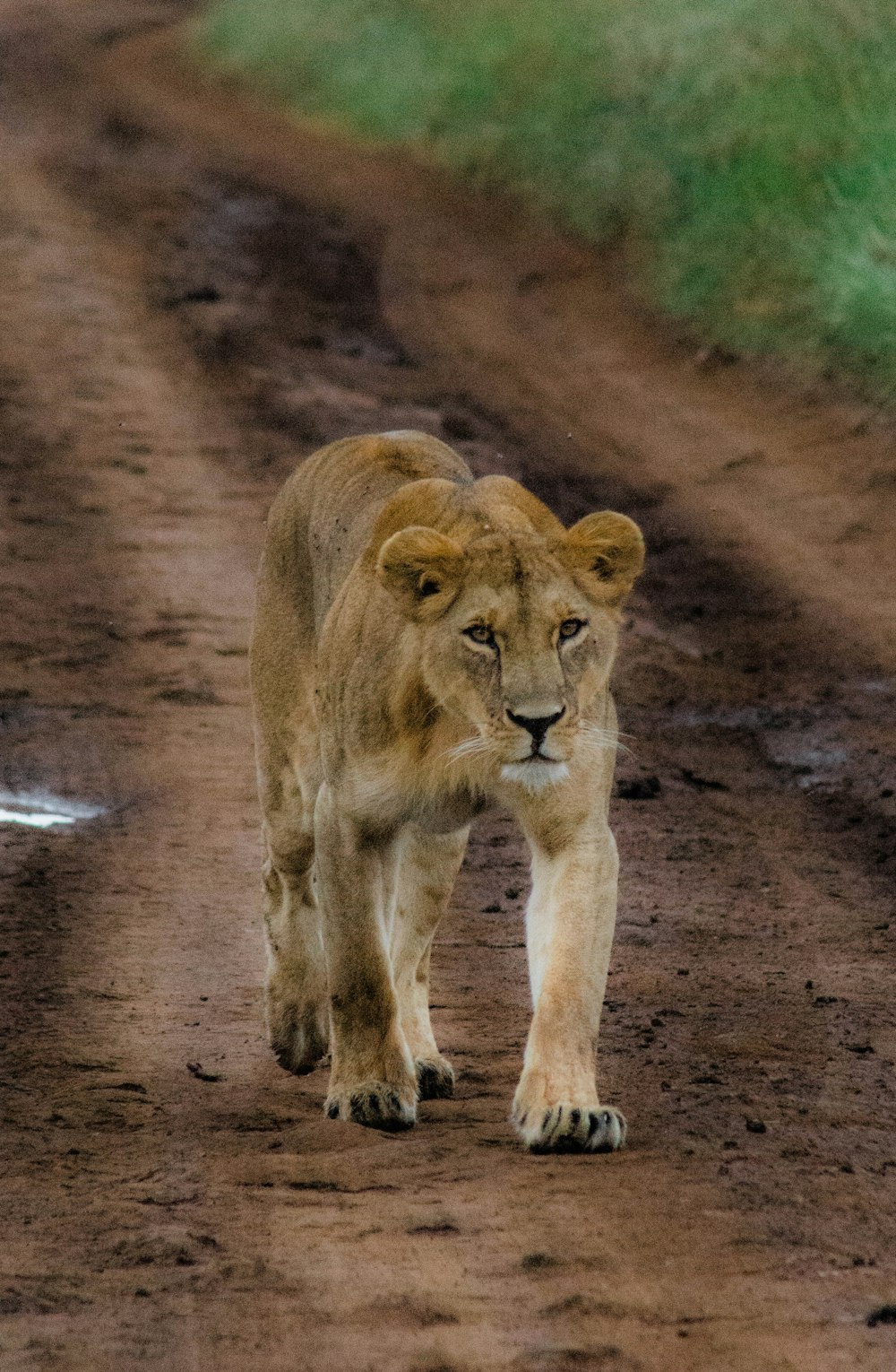 brown lion walking on brown soil