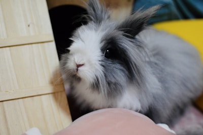 A fluffy bunny surrounded by pastel pink casino chips.