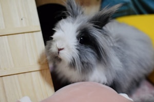 Fluffy Bunny