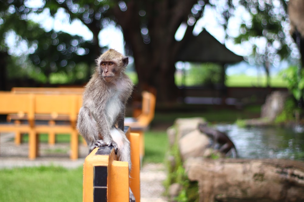 brown monkey sitting on orange plastic chair during daytime