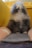 A fluffy rabbit sits comfortably between two soft cushions, with its face slightly tilted upward. The fur is a mix of white and gray tones, creating a soft and cozy appearance. The background provides a warm contrast with a yellow hue.