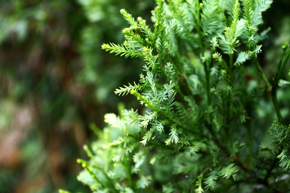 green plant in close up photography