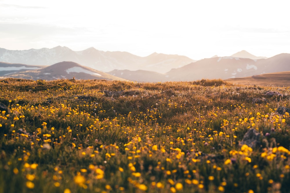 campo de flores amarelas perto das montanhas durante o dia