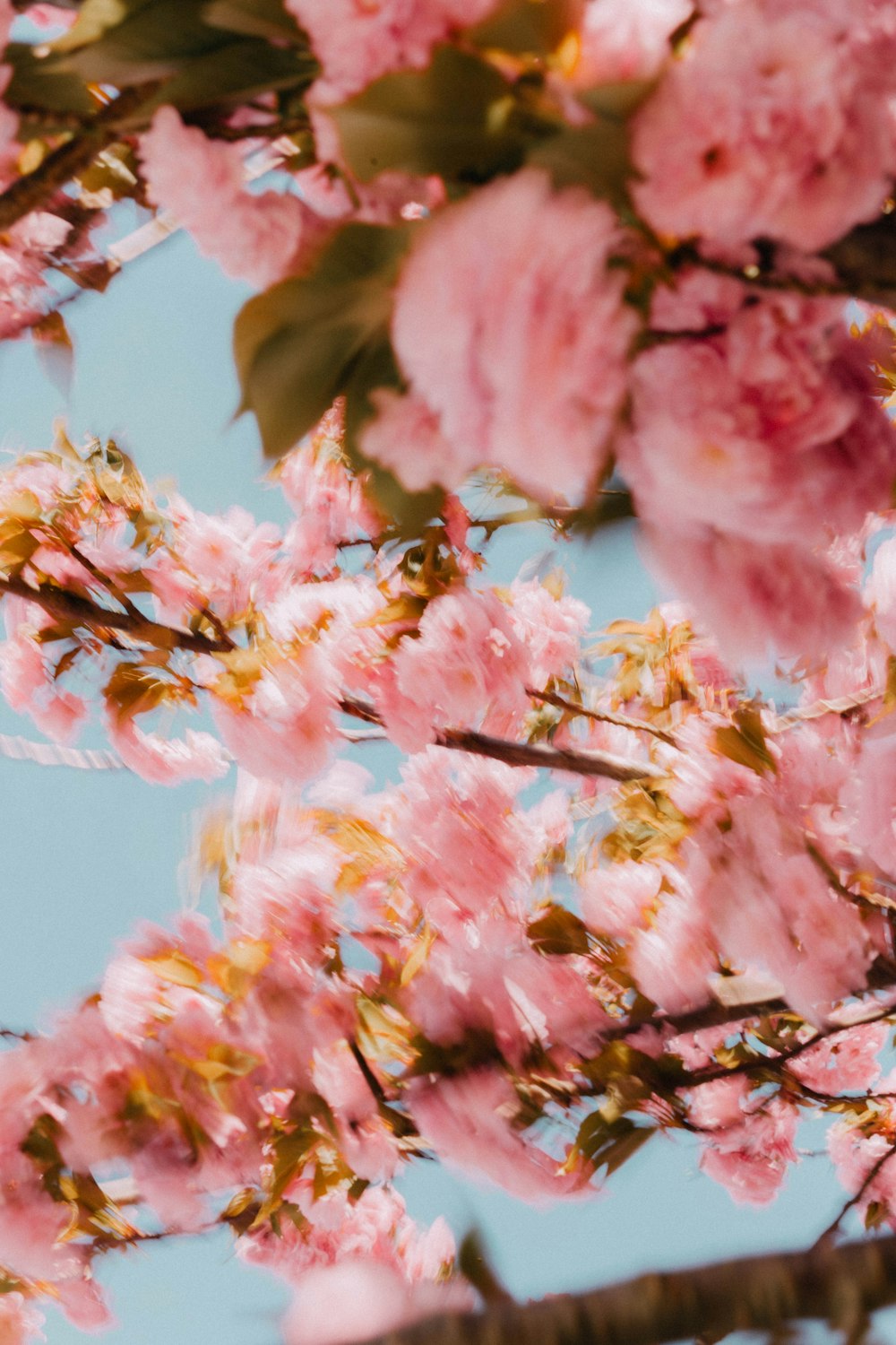 pink and yellow flowers under blue sky during daytime