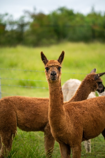 brown deer on green grass field during daytime