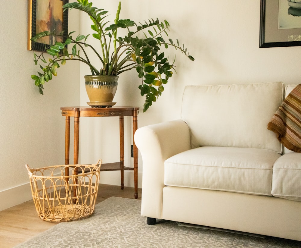 green plant on brown pot beside white sofa