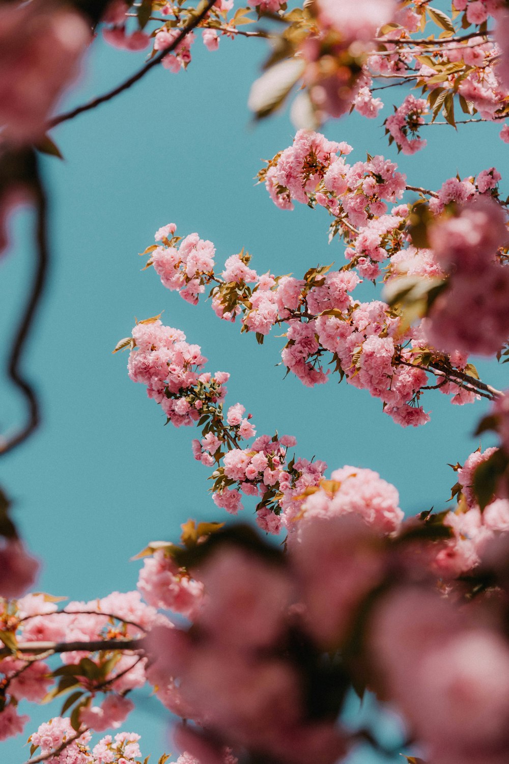 pink cherry blossom in close up photography