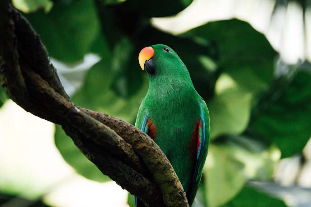 green yellow and blue bird on brown tree branch