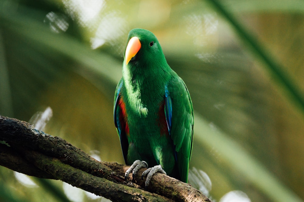 green yellow and blue bird on brown tree branch