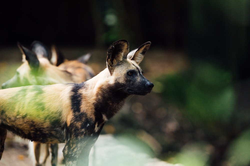 brown and black short coated animal