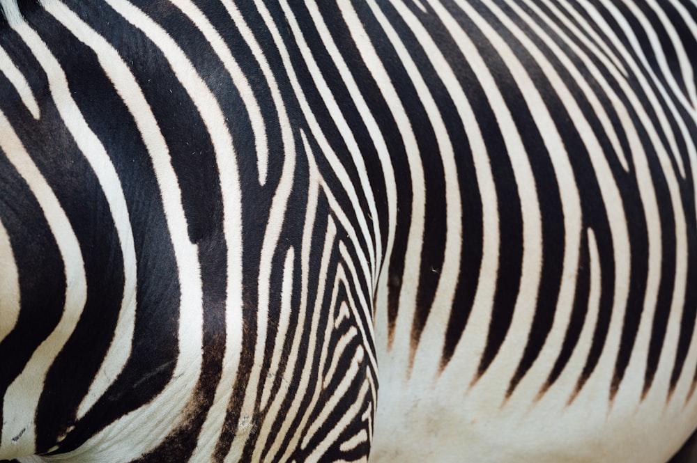 black and white zebra print textile