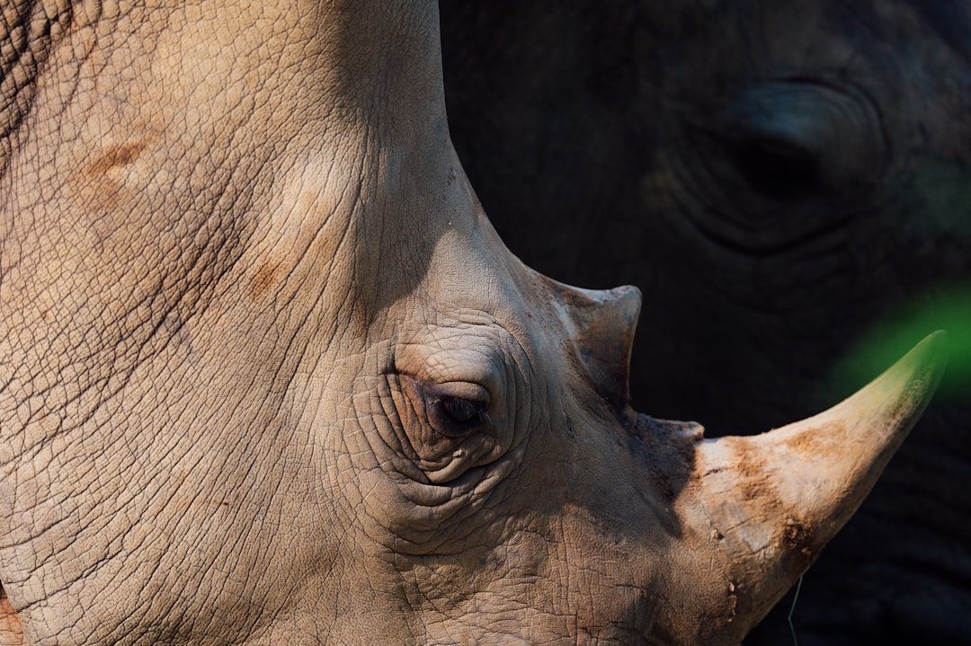 close up photo of elephants eye